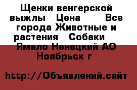 Щенки венгерской выжлы › Цена ­ 1 - Все города Животные и растения » Собаки   . Ямало-Ненецкий АО,Ноябрьск г.